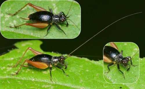 Trigonidium cicindeloides